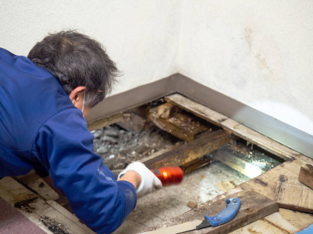 Best Certified Mold Removal  in Williamsville, NY