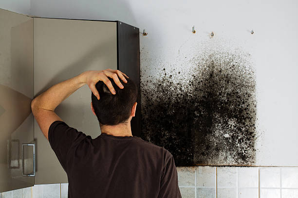 Best Fast Mold Removal  in Williamsville, NY
